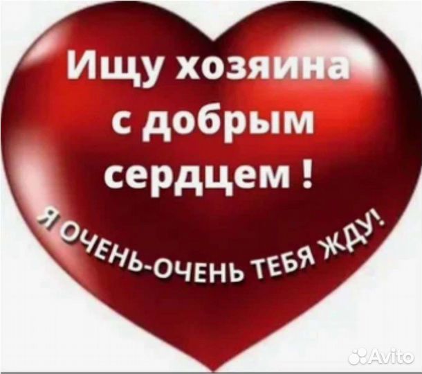 Кошки в добрые руки