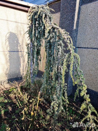 Кедр cedrus atlantica glauca pendula