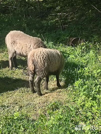 Ягнята овцы бараны