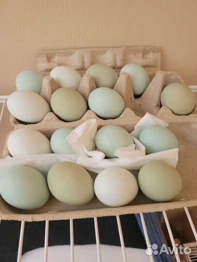 Цыплята амераукана и яйцо инкубационное