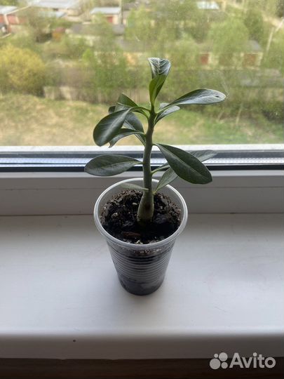 Адениум роза пустыни