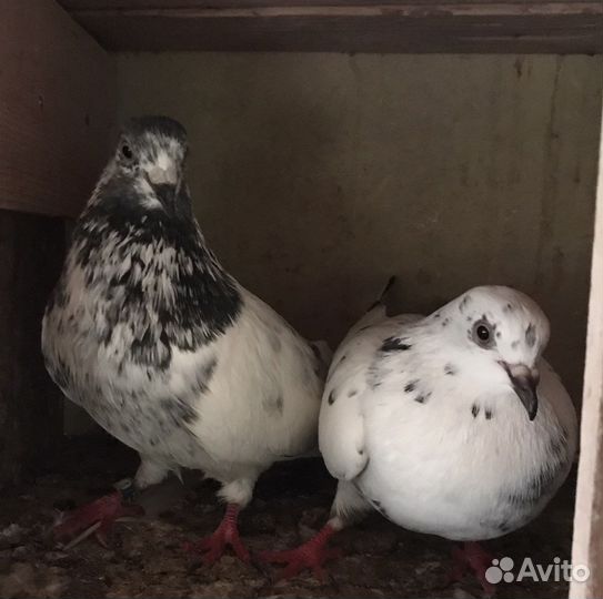 Продам бойных голубей