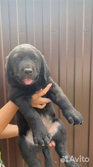 Щенки лабрадора