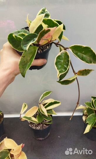 Хойя блэк ливз,альбомаргината,кримсон квин,куртиси