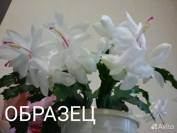 Декабрист белый персиковый