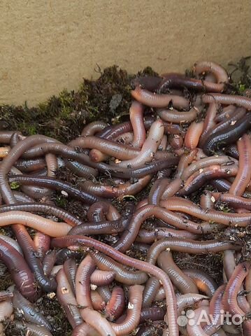 Дождевые черви выползки