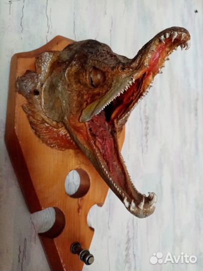 Чучела животных.птиц. рыб