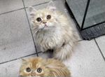 Рыжие бедолаги котята персы ищут добрых людей