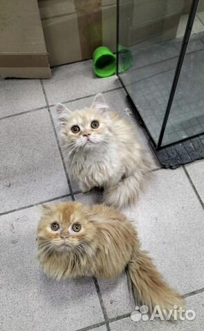 Рыжие бедолаги котята персы ищут добрых людей объявление продам