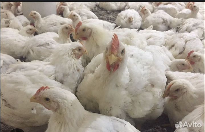 Куры бройлеры живым весом