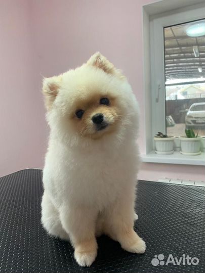 Вязка Померанский шпиц мальчик 2900 вес, вязка