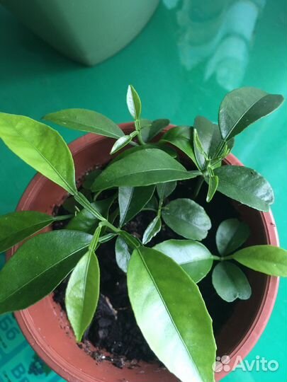 Ростки цитрусовых растений