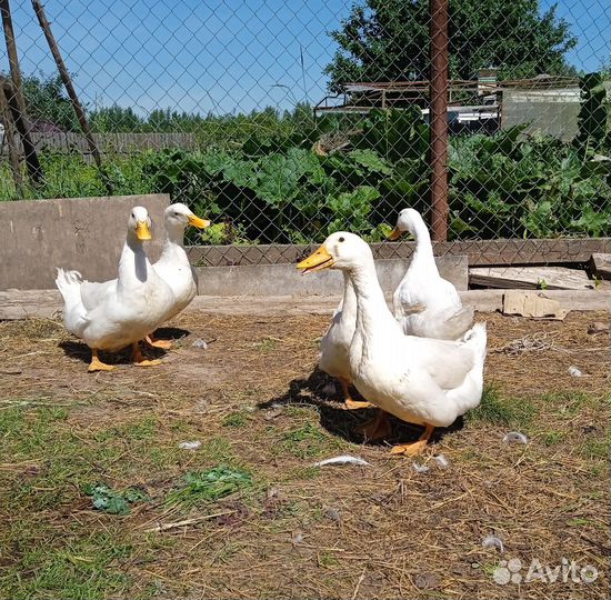 Пекинские утки