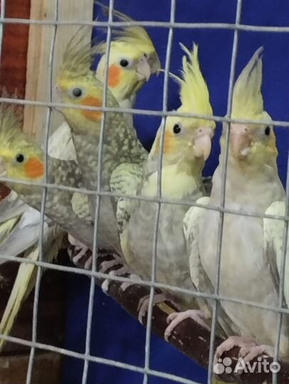 Попугай корелла