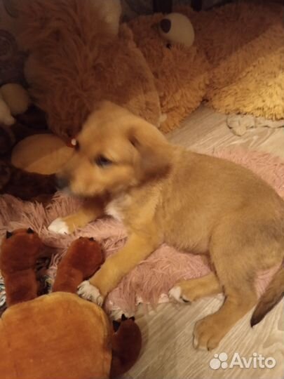 Собака в добрые руки щенок