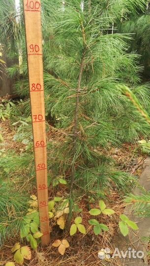 Саженцы сибирского кедра и пихты
