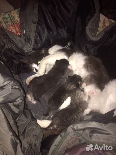 Котята в добрые руки