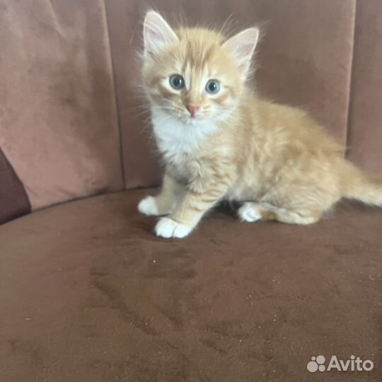 Отдам котенка (2 котика) в хорошие руки бесплатно