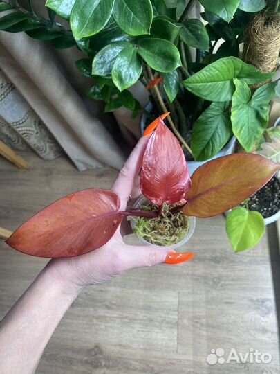 Филодендрон хурма, биллитау, блэк кардинал