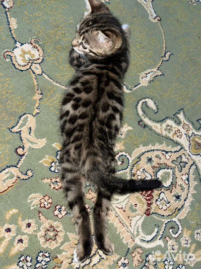 Бенгальская