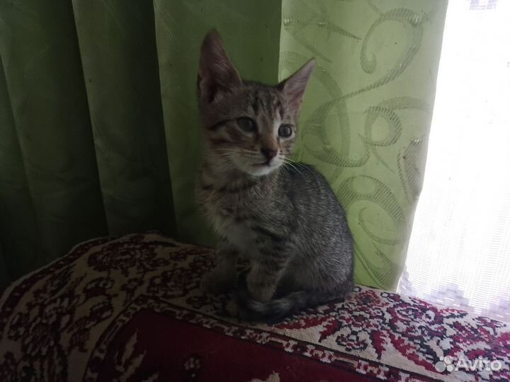 Продам котят разных мастей