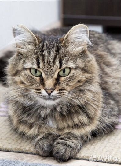 Кошечка Сима в добрые руки