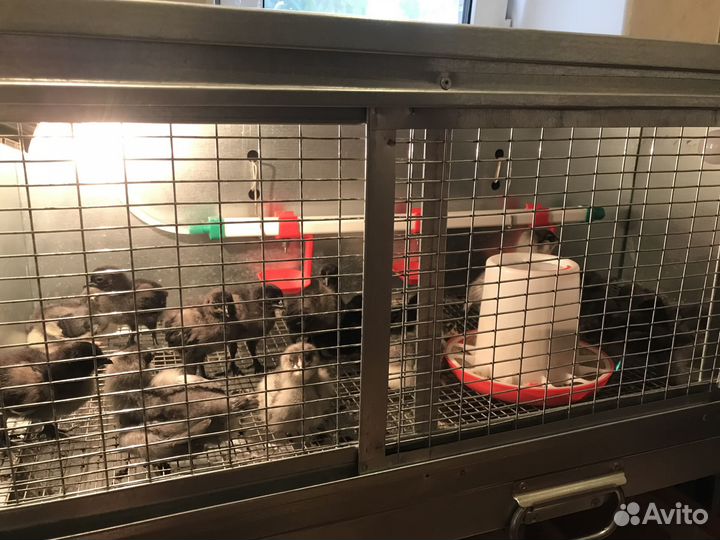 Цыплята Ухейилюй и Китайские шелковые 1,5 мес