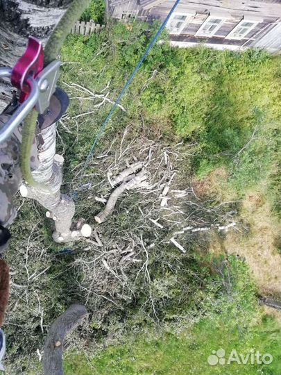 Спил деревьев