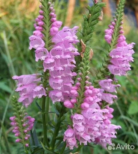 Физостегия виргинская (семена)