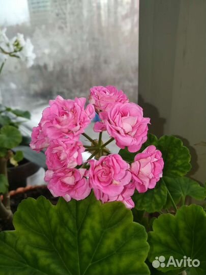 Пеларгонии Мадам Селерон и розебудные