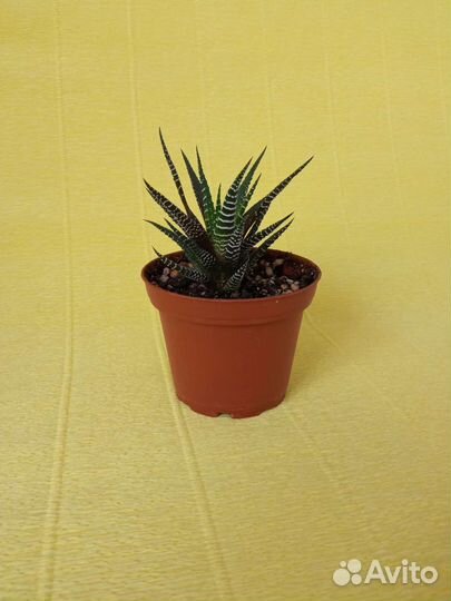 Суккуленты