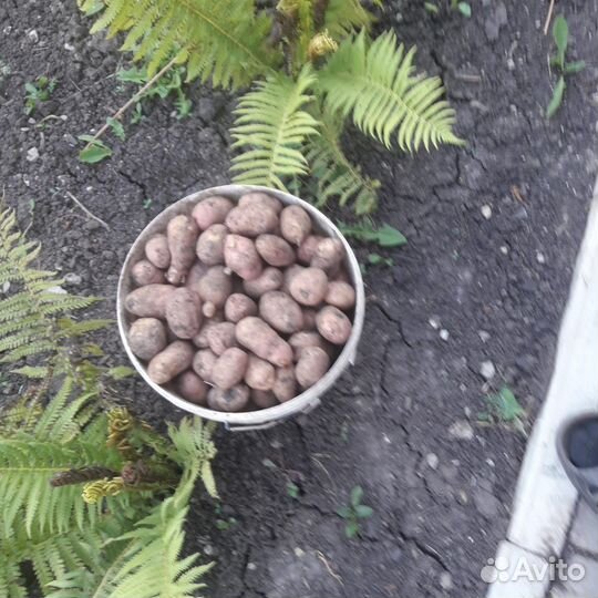 Продам картофель