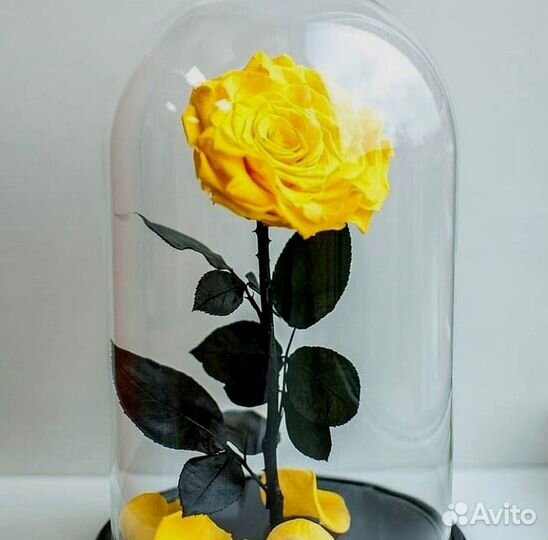 Розы в колбе разные