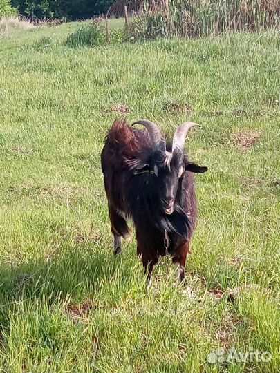 Племенной Козел (Молочной породы)