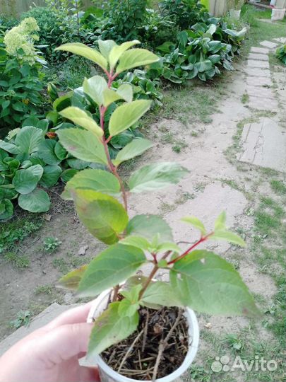 Гортензия метельчатая