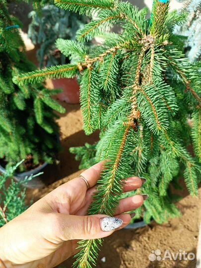 Ель инверса зкс