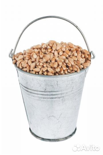 Зерно пшеница