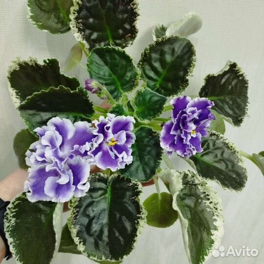 Цветущие фиалки