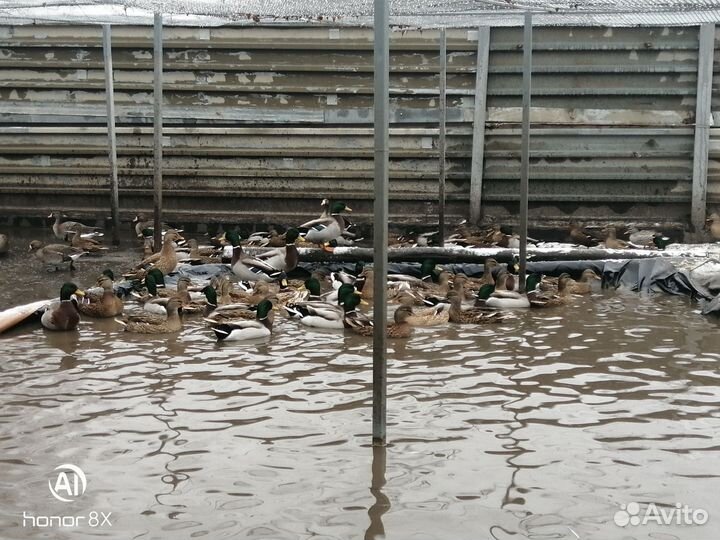 Подсадной селезень утки кряква