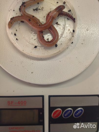 Черви дендробена