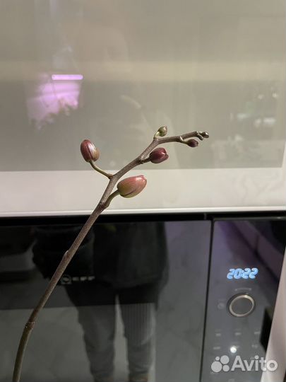 Орхидея фаленопсис Амадоро