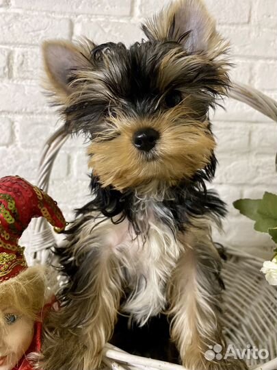 Йоркширский терьер