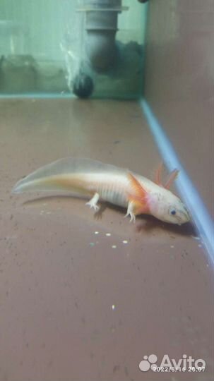 Аксолотль серый, белый, жёлтый, чёрный /тритон