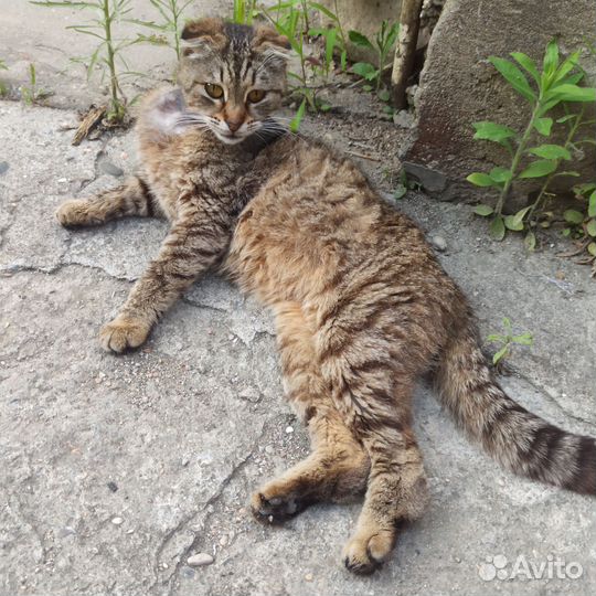 Вислоухая кошка