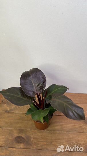 Филодендрон черный кардинал