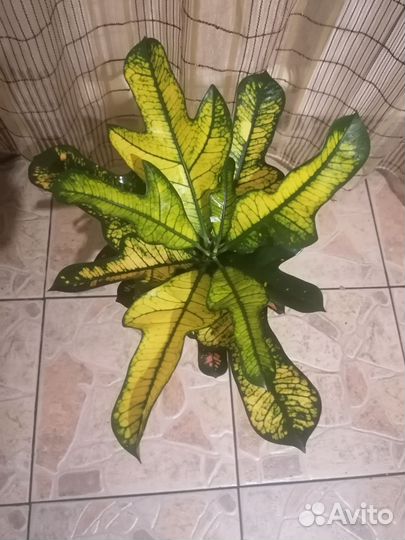 Кодиеум кротон