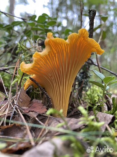 Грибы лисички свежесобранные