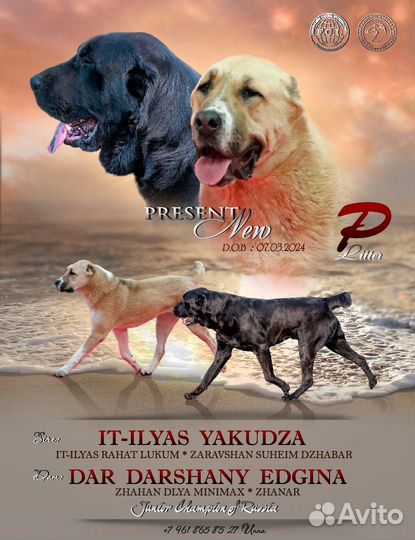 Щенки среднеазиатской овчарки