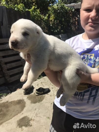 Среднеазиатская овчарка алабай щенки