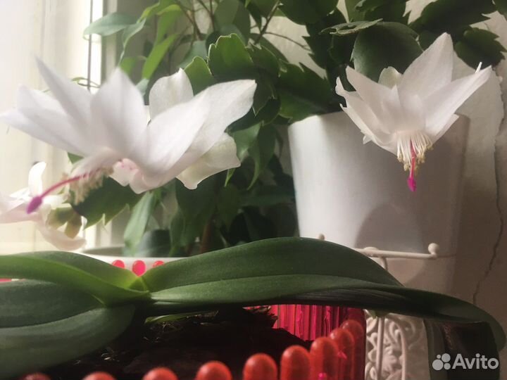 Декабрист шлюмбергера